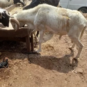 Full Healthy Rams