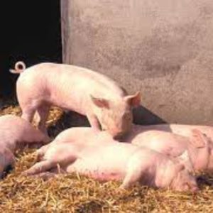 Large White Grower Pigs (Exotic Breed | Female)